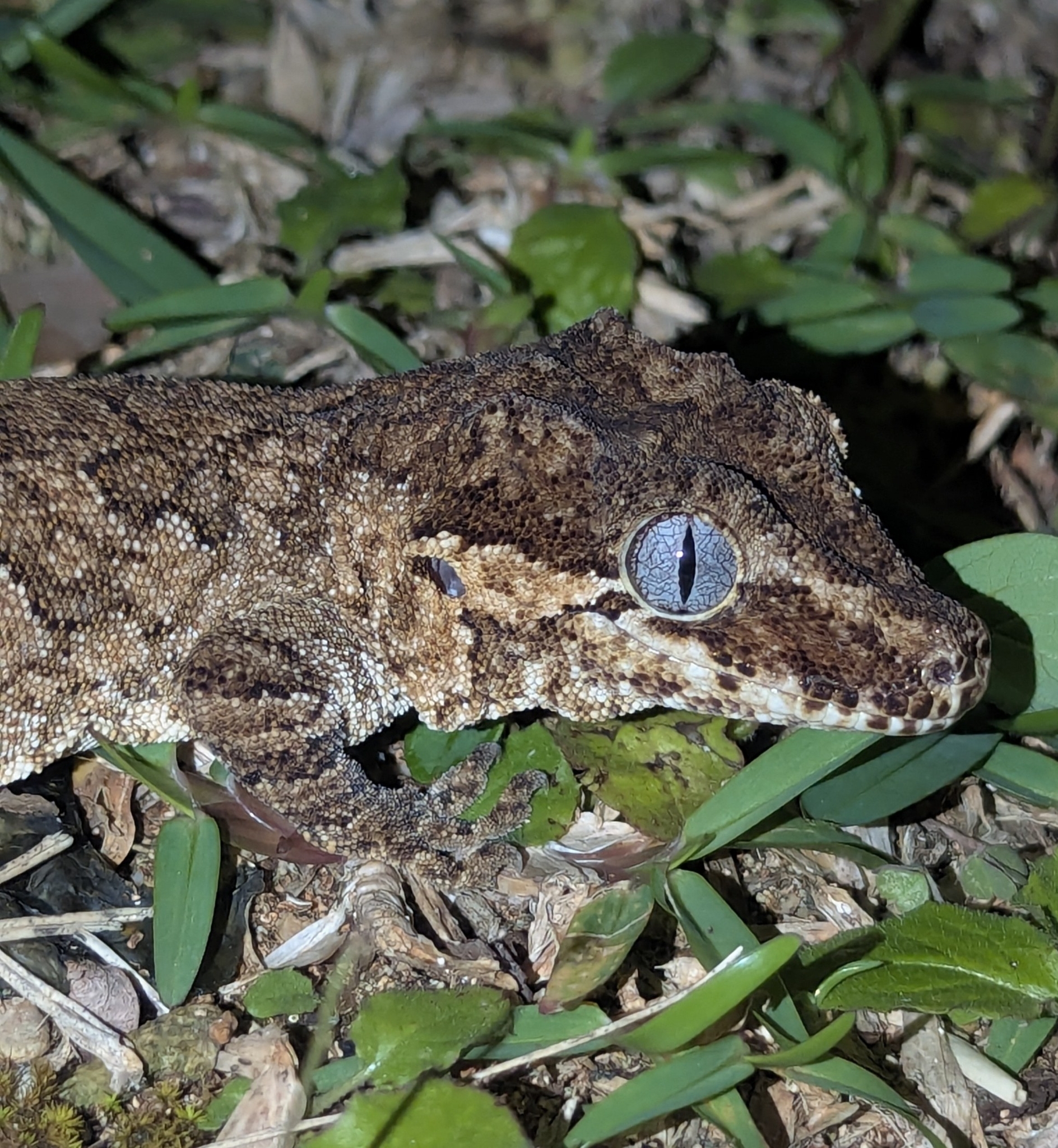 Rhacodactylus willihenkeli