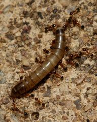 Pheidole caffra