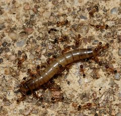 Pheidole caffra