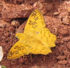 Myscelus amystis