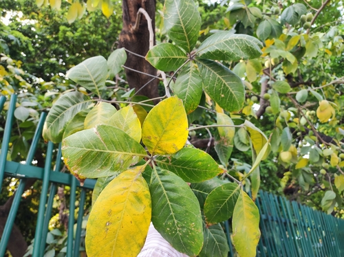 White sapote (Casimiroa edulis)