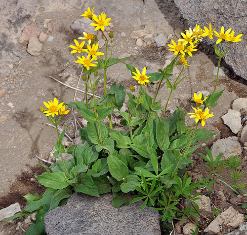 Arnica ovata