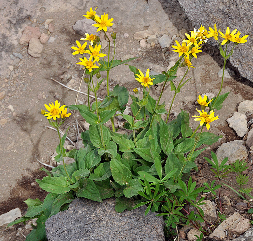 Arnica ovata
