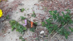 Pereute charops charops