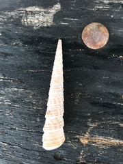 Turritella