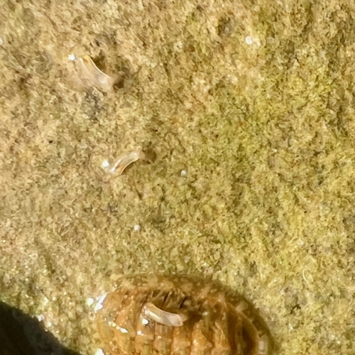 Caecum orcutti, 2025-10-08