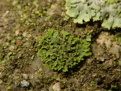 Phaeophyscia nigricans