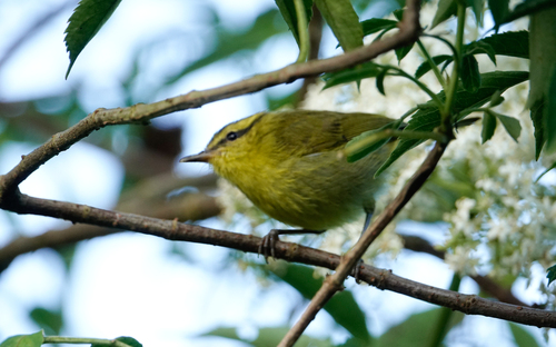 Mountain Leaf Warbler (Phylloscopus trivirgatus), photo 9
