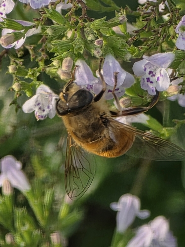 Unknown species found near Bellevue Precinct, Bellevue, NE, USA