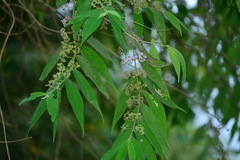 Callicarpa pilosissima