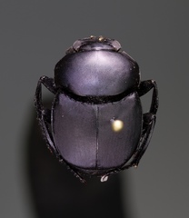 Canthon chalcites