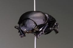 Canthon chalcites
