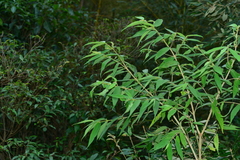 Callicarpa pilosissima
