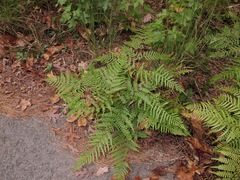 Pteridium latiusculum