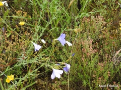 Linum narbonense