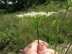 Ptilimnium nuttallii