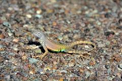 Cophosaurus texanus scitulus