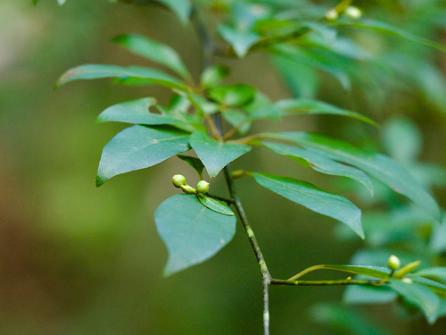 kuromoji (Lindera umbellata)