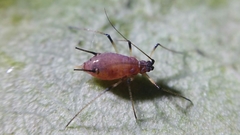 Macrosiphum rosae