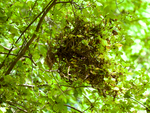 Exobasidium pentasporium