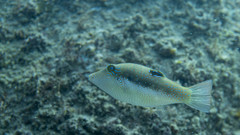 Canthigaster bennetti