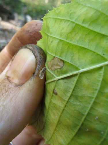 Coleophora ostryae photo 2