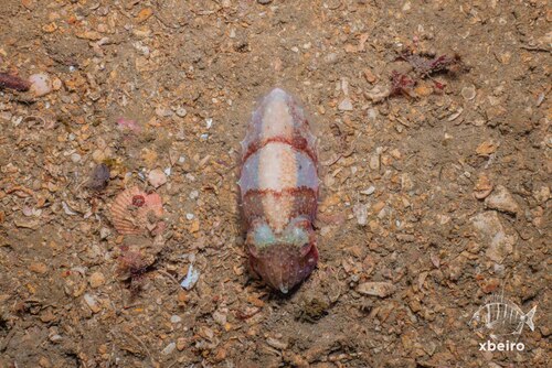 Elegant Cuttlefish
