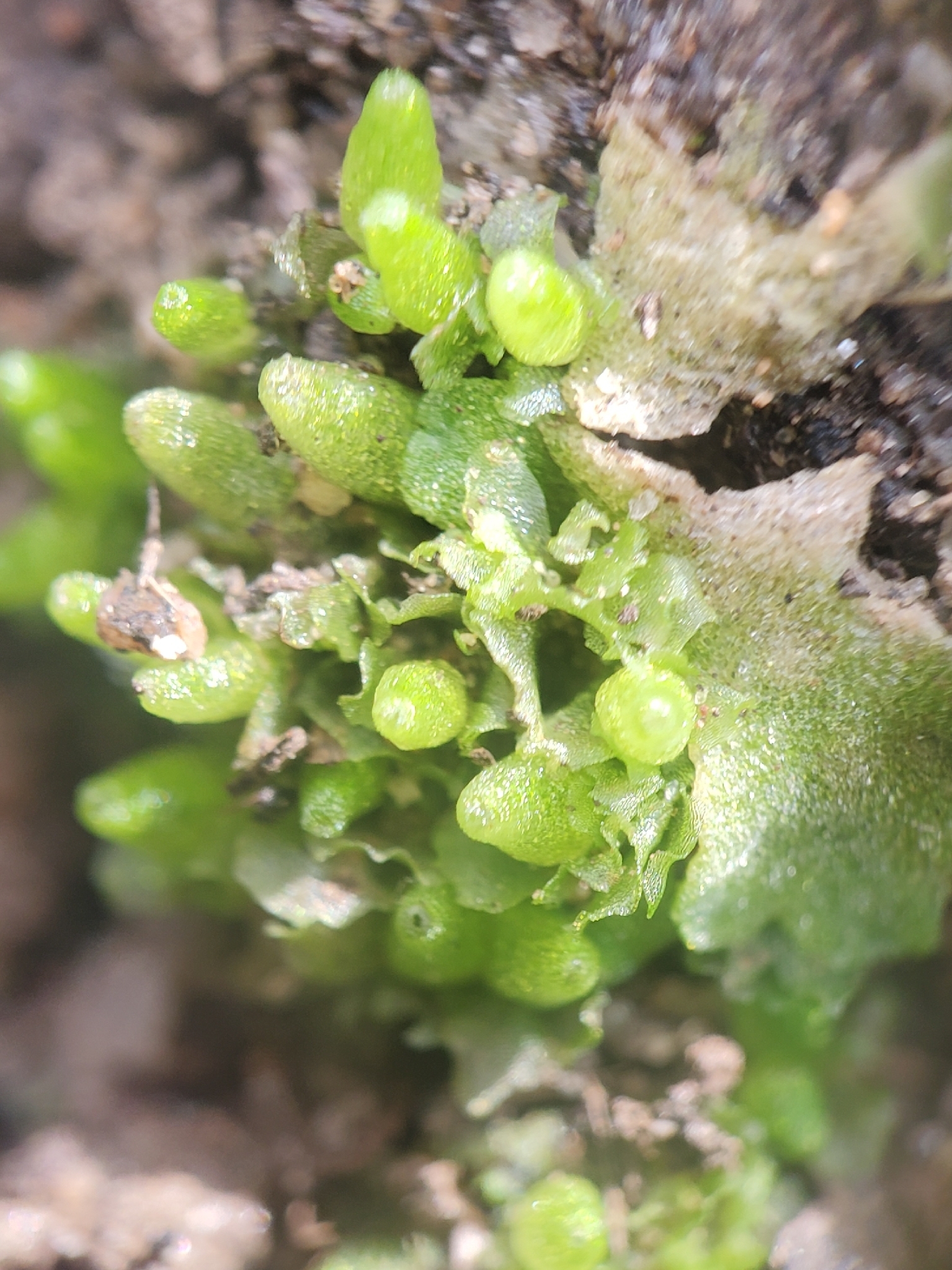 Sphaerocarpos stipitatus