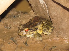 Leptodactylus knudseni