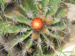 Ferocactus flavovirens