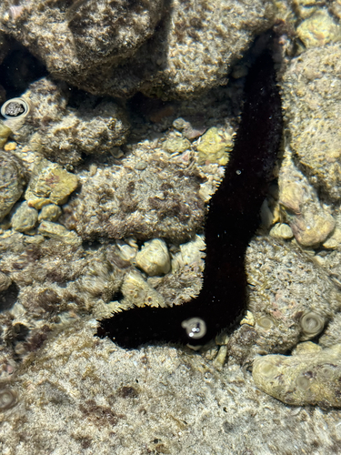 Holothuria leucospilota observed 2025-10-15