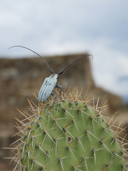 Deliathis imperatrix