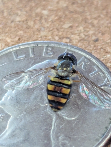 Unknown species found near Duncan, SC, USA