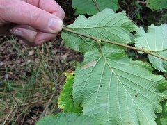 Phyllonorycter nicellii
