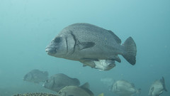 Plectorhinchus gibbosus