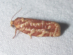 Choristoneura houstonana