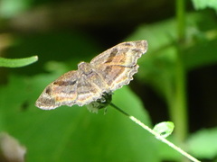 Antigonus funebris