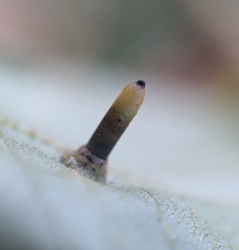 Unknown species found near Bronx, NY 10471, USA