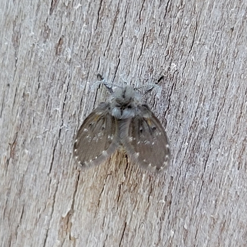 Unknown species found near Angell, Ann Arbor, MI, USA