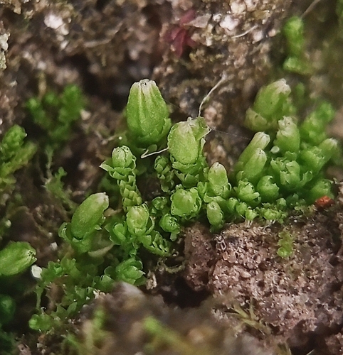 Isopaches bicrenatus