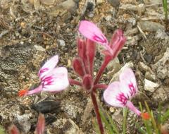 Pelargonium dipetalum