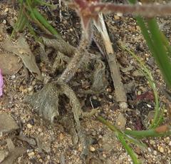 Pelargonium dipetalum
