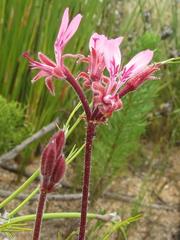 Pelargonium dipetalum
