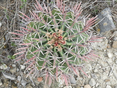 Ferocactus recurvus
