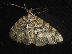 Hammaptera parinotata
