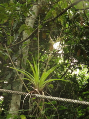 Tillandsia elongata