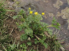 Ranunculus hispidus nitidus