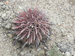 Ferocactus recurvus recurvus