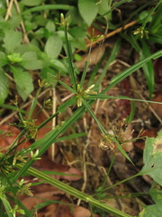 Cyperus laxus