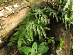 Phlebodium decumanum